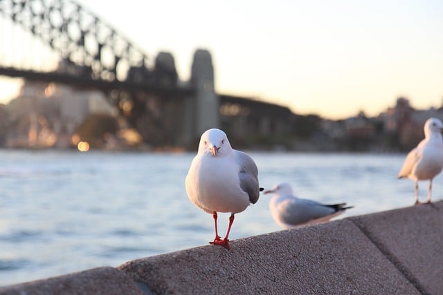 image from Hidden Gems in Sydney