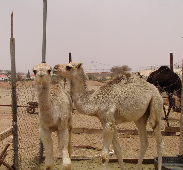 image from Animal activities Taif