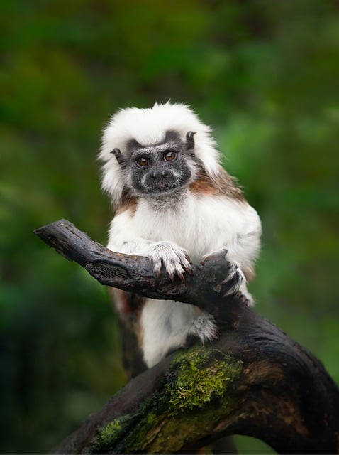 image from Tamarin Boat Tours