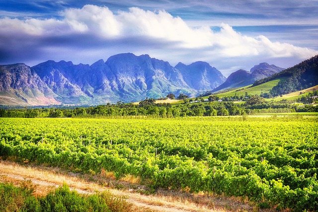 image from Taste Wine in the Stellenbosch, South Africas Biggest Winemaking Region