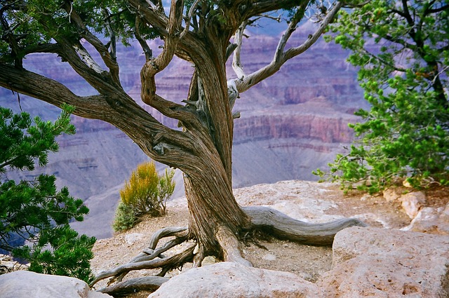 image from The Grand Canyon