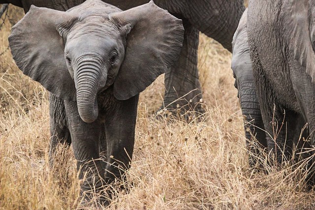 image from The Serengeti