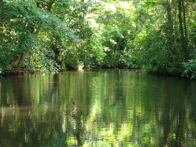 image from Animal Activities Tortuguero