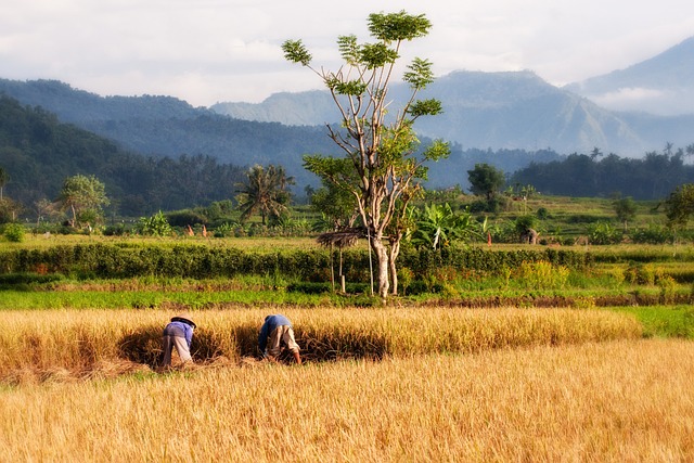 image from Traverse the Lush Rice Paddies in Bali, Indonesia