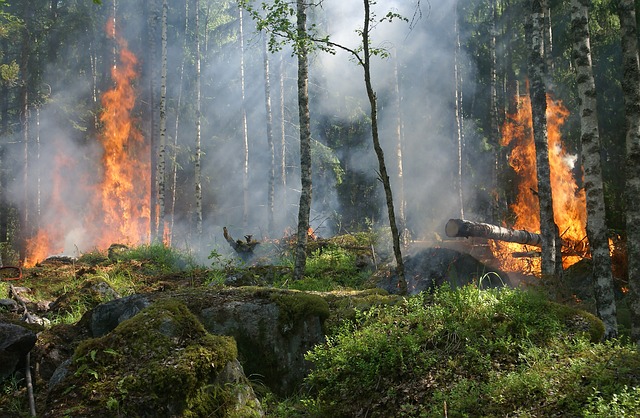 image from Tugay Forests of the Tigrovaya Balka Nature Reserve