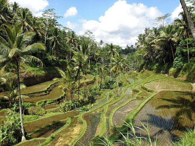 image from Outdoor Activities Ubud