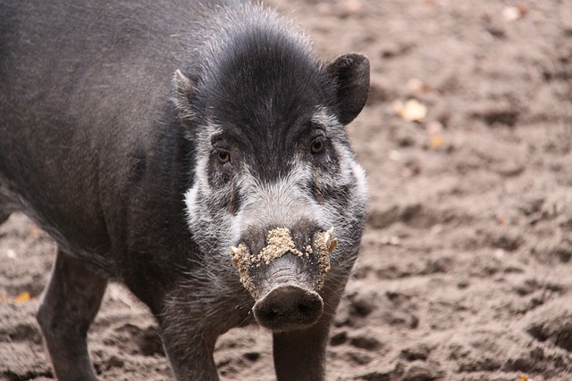 image from Animal activities Visayas